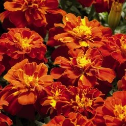 Benary Imported Flower Seeds Marigold French Safari Red Flower Seeds