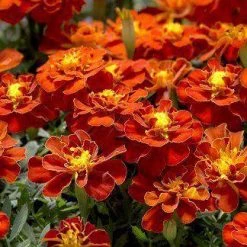 Benary Imported Flower Seeds Marigold French Safari Red Flower Seeds