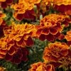 Benary Marigold French Safari Scarlet Flower Seeds