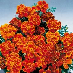 Benary Marigold French Safari Scarlet Flower Seeds