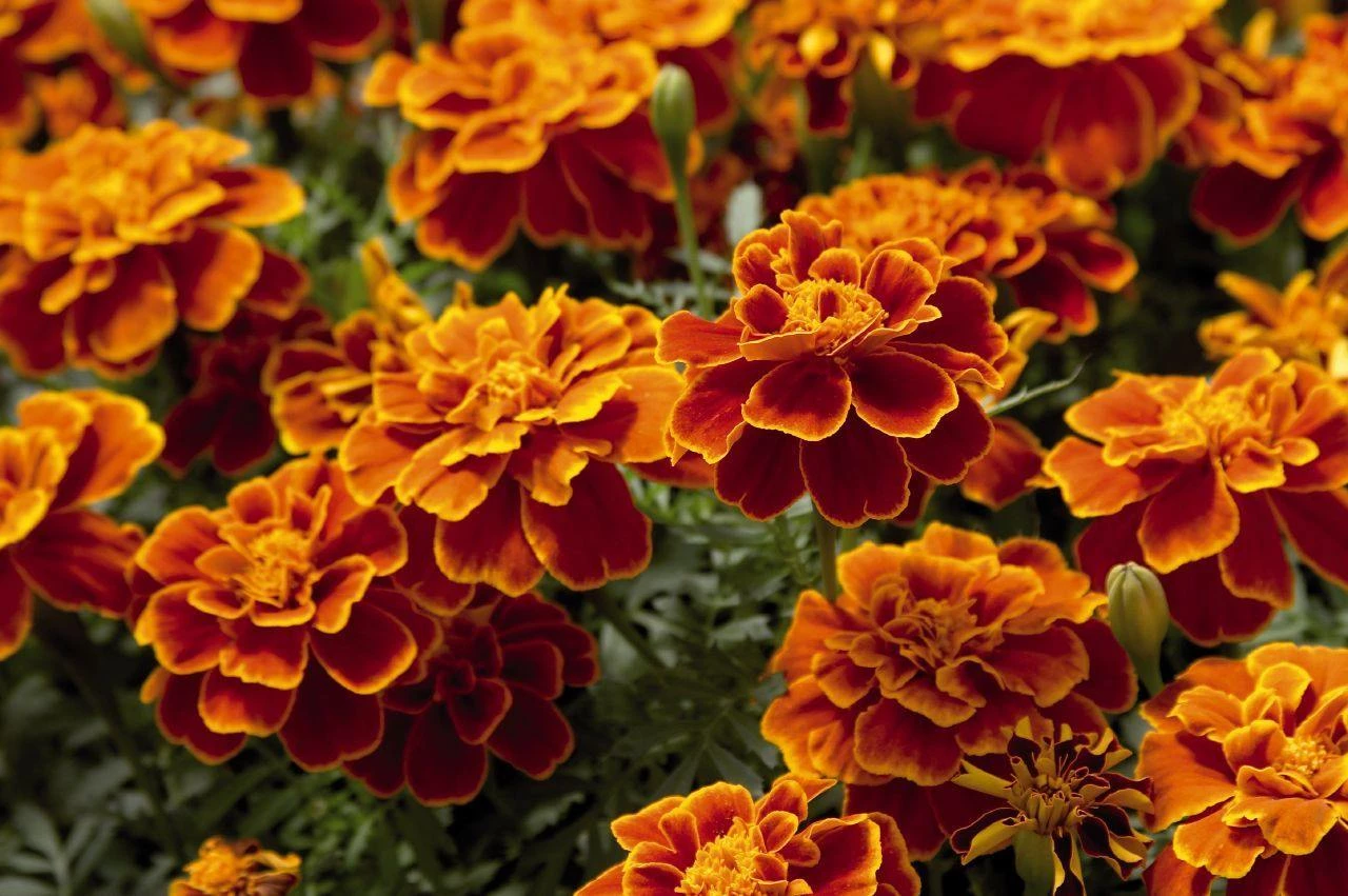 Benary Marigold French Safari Scarlet Flower Seeds 3 Benary Marigold French Safari Scarlet Flower Seeds