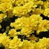 CGASPL Imported Flower Seeds Marigold French Safari Yellow Flower Seeds