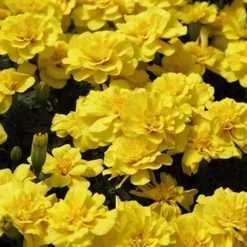 CGASPL Imported Flower Seeds Marigold French Safari Yellow Flower Seeds