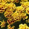 Benary Marigold French Safari Yellow Fire Flower Seeds Imported Flower Seeds