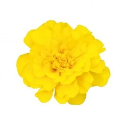 CGASPL Imported Flower Seeds Marigold French Safari Yellow Flower Seeds