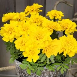 CGASPL Imported Flower Seeds Marigold French Safari Yellow Flower Seeds