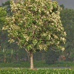 CGASPL Tectona Grandis Seeds - 1 Kg