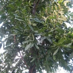 CGASPL Trees Of India Terminalia Crenulata Seeds - 1 Kg