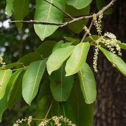 CGASPL Trees Of India Terminalia Crenulata Seeds - 1 Kg