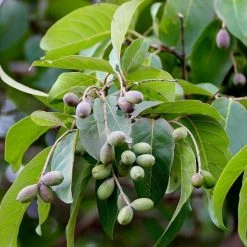CGASPL Trees Of India Terminelia Bellirica Seeds - 1 Kg