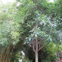 CGASPL Trees Of India Terminelia Bellirica Seeds - 1 Kg