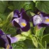 CGASPL Torenia Little Kiss Blue Flower Seeds Imported Flower Seeds