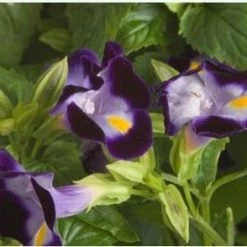 CGASPL Torenia Little Kiss Blue Flower Seeds Imported Flower Seeds