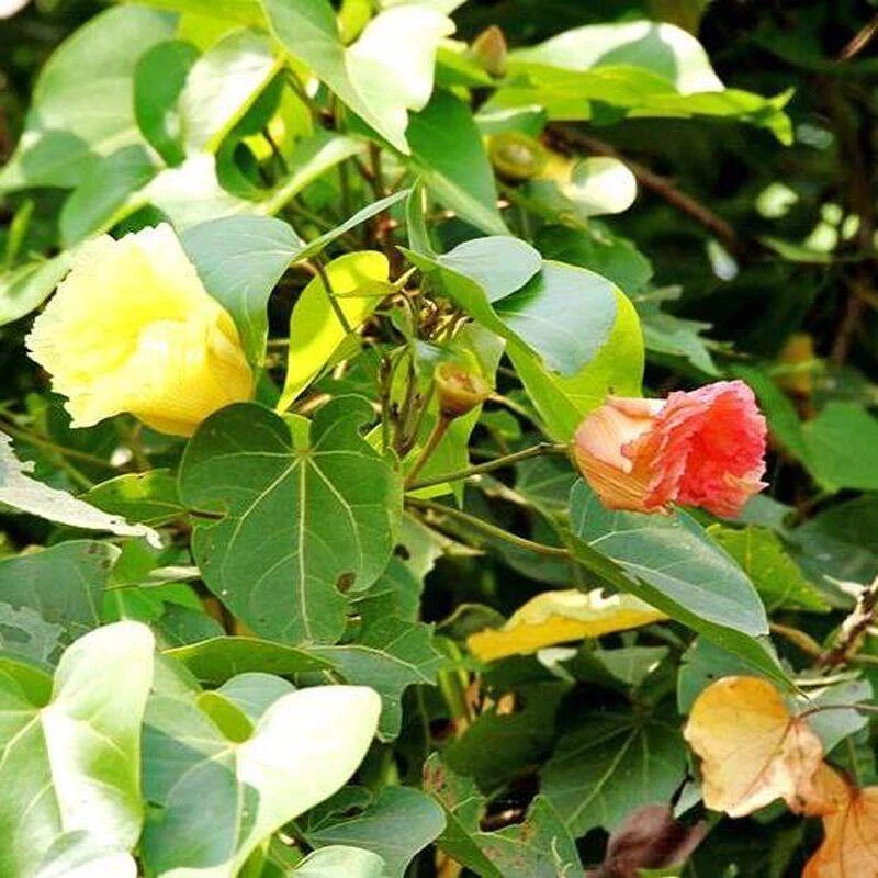 CGASPL Thespesia Populnea Seeds-1 Kg Trees Of India 3 CGASPL Thespesia Populnea Seeds-1 Kg Trees Of India