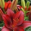 CGASPL Winter Flower Bulbs Lilium Asiatic Tiny Rocket Red Flower Bulbs (Pack Of 10) 2 CGASPL Winter Flower Bulbs Lilium Asiatic Tiny Rocket Red Flower Bulbs (Pack Of 10)