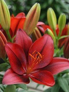 CGASPL Winter Flower Bulbs Lilium Asiatic Tiny Rocket Red Flower Bulbs (Pack Of 10) 3 CGASPL Winter Flower Bulbs Lilium Asiatic Tiny Rocket Red Flower Bulbs (Pack Of 10)