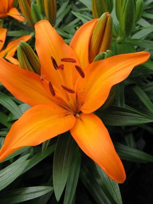 CGASPL Lilium Asiatic Tiny Skyline Orange Flower Bulbs (Pack Of 10) Winter Flower Bulbs 3 CGASPL Lilium Asiatic Tiny Skyline Orange Flower Bulbs (Pack Of 10) Winter Flower Bulbs