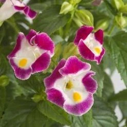 CGASPL Torenia Little Kiss Burgundy Flower Seeds
