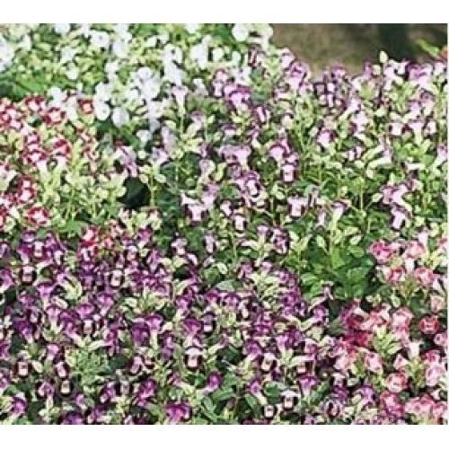Sakata Seeds Torenia Little Kiss Mix Flower Seeds 3 Sakata Seeds Torenia Little Kiss Mix Flower Seeds