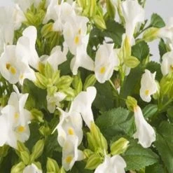 CGASPL Torenia Little Kiss White Flower Seeds Imported Flower Seeds