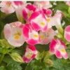 CGASPL Torenia Little Kiss Rose Picotee Flower Seeds 1 CGASPL Torenia Little Kiss Rose Picotee Flower Seeds