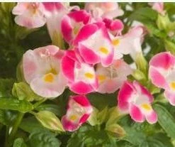 CGASPL Torenia Little Kiss Rose Picotee Flower Seeds