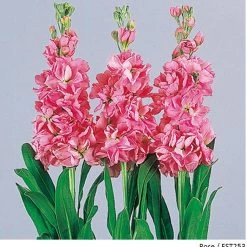 Takii Seeds Stock Glory Rose Flower Seeds Imported Flower Seeds