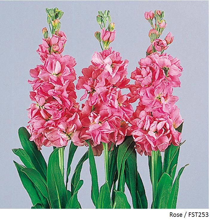 Takii Seeds Stock Glory Rose Flower Seeds Imported Flower Seeds 3 Takii Seeds Stock Glory Rose Flower Seeds Imported Flower Seeds