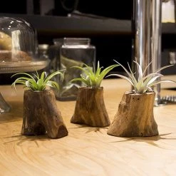 CGASPL Tree Of Life - Living Plant Decor Air Plant