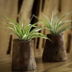 CGASPL Tree Of Life - Living Plant Decor Air Plant