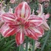 CGASPL Winter Flower Bulbs Amaryllis Double Tricolor Flower Bulbs (Pack Of 6)