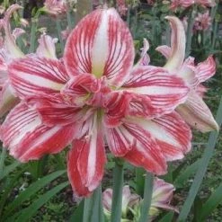 CGASPL Winter Flower Bulbs Amaryllis Double Tricolor Flower Bulbs (Pack Of 6)
