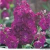 Takii Seeds Stock Harmony Violet Flower Seeds