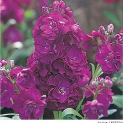 Takii Seeds Stock Harmony Violet Flower Seeds