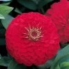CGASPL Zinnia Double Dreamland Red Flower Seeds