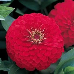 CGASPL Zinnia Double Dreamland Red Flower Seeds