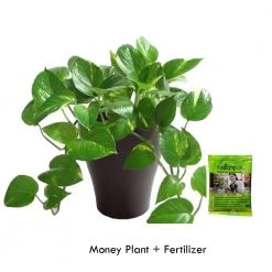 CGASPL Good Luck Varigated Money Plant (Pot Included) With 5 Gram Fertilizer Free - Easy To Grow Real Indoor Plant For Home, Living Room, Kitchen, Office, Table