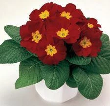 CGASPL Imported Flower Seeds Primula Acaulis Danova Velvet Red Flower Seeds