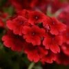 Pan American Seeds Verbena Quartz Scarlet Flower Seeds Imported Flower Seeds