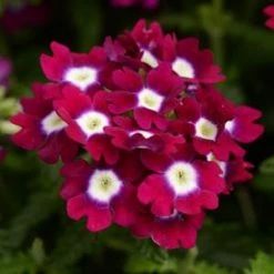 Pan American Seeds Verbena Quartz Burgundy With Eye Flower Seeds Imported Flower Seeds