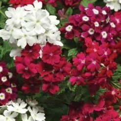 CGASPL Imported Flower Seeds Verbena Quartz Merlot Mix Flower Seeds