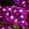 CGASPL Verbena Quartz Violet Eye Flower Seeds Imported Flower Seeds