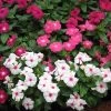 Sakata Seeds Vinca Victory Mix Flower Seeds Imported Flower Seeds