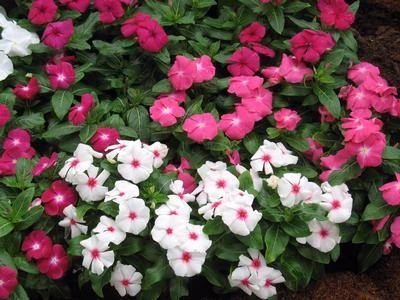Sakata Seeds Vinca Victory Mix Flower Seeds Imported Flower Seeds 3 Sakata Seeds Vinca Victory Mix Flower Seeds Imported Flower Seeds