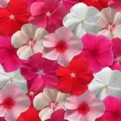 Pan American Seeds Vinca Mediterranean Mix Flower Seeds