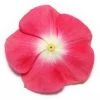 CGASPL Imported Flower Seeds Vinca Pacifica Cherry Red Halo Flower Seeds