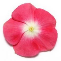 CGASPL Imported Flower Seeds Vinca Pacifica Cherry Red Halo Flower Seeds