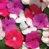 Syngenta Vinca Cora Cascade Mix Flower Seeds Imported Flower Seeds 2 Syngenta Vinca Cora Cascade Mix Flower Seeds Imported Flower Seeds
