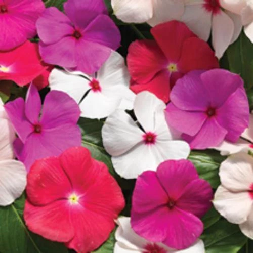 Syngenta Vinca Cora Cascade Mix Flower Seeds Imported Flower Seeds 3 Syngenta Vinca Cora Cascade Mix Flower Seeds Imported Flower Seeds