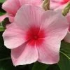 CGASPL Imported Flower Seeds Vinca Mediterranean Strawberry Flower Seeds